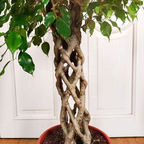 Фикус бенджамина переплетенный гигант высотой 130см в горшке (Ficus benjamina exotica twist)
