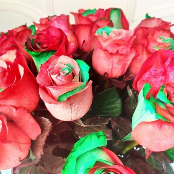 Букет 25 красно-зелёных роз в цвет Гуччи (Gucci Roses)