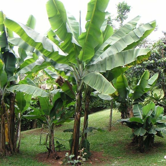 Дерево банана в горшке (высота до 280см)