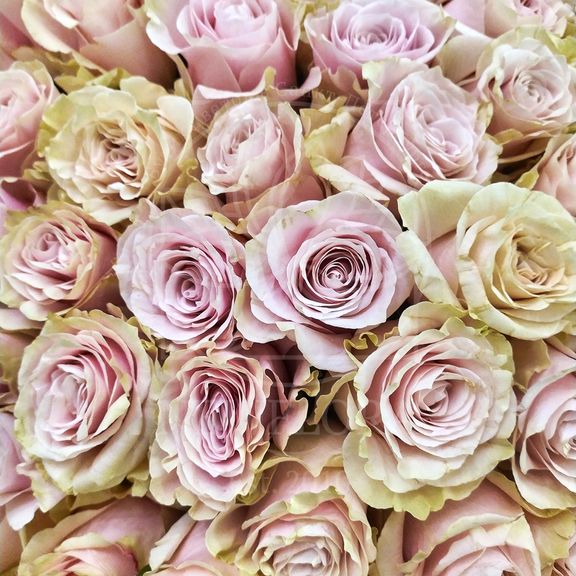 Розы Дэвида Остина (David Austin Roses) - Роза Висли (WISLEY