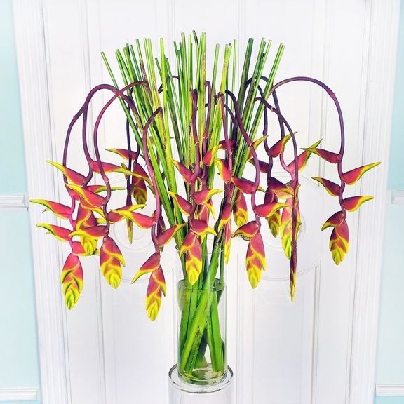 Геликония рострата (Heliconia rostrata) 100 см (поштучно)