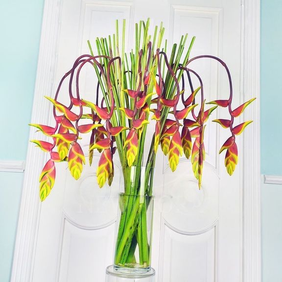 Геликония рострата (Heliconia rostrata) 100 см (поштучно)