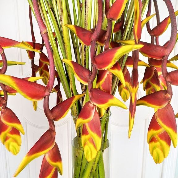 Геликония рострата (Heliconia rostrata) 100 см (поштучно)