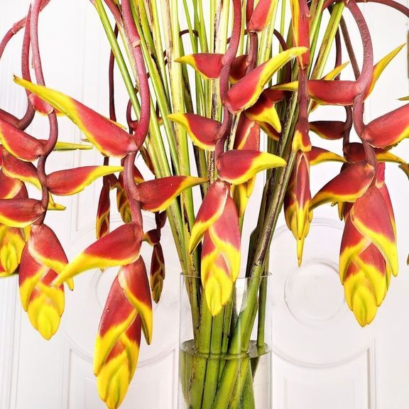 Геликония рострата (Heliconia rostrata) 100 см (поштучно)