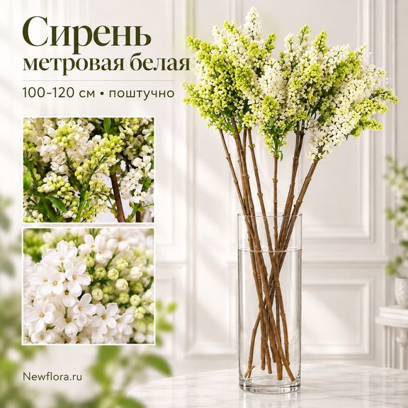 Сирень метровая белая 100–120 см (поштучно)