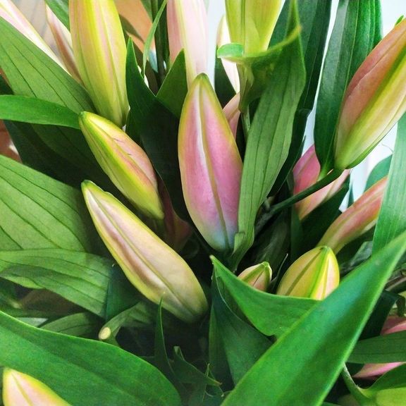 Букет 19 розовых лилий Frontera (100см) premium