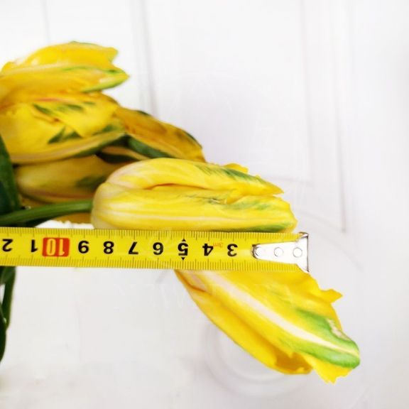 Французский попугайный тюльпан с огромным бутоном (поштучно)