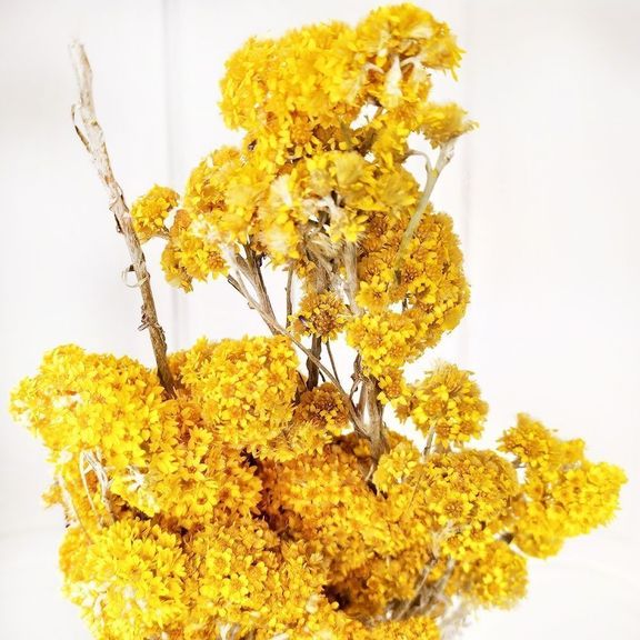 Гелиптерум желтый «Helipterum Sanfordi» (сухоцвет)