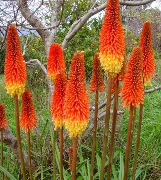 Книфофия «kniphofia» альказар 60-70см (поштучно)