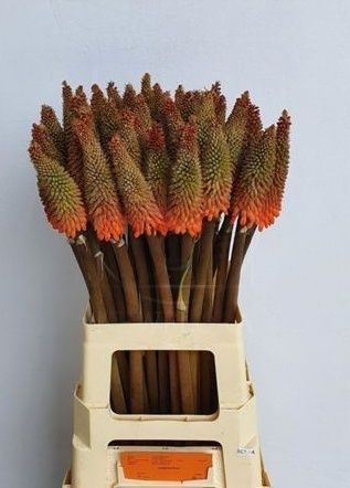 Книфофия «kniphofia» альказар 60-70см (поштучно)