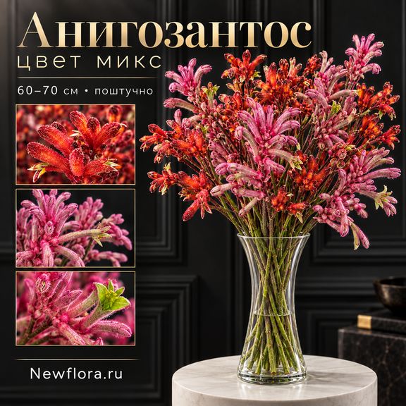 Анигозантос цвет микс 60-70 см (поштучно)