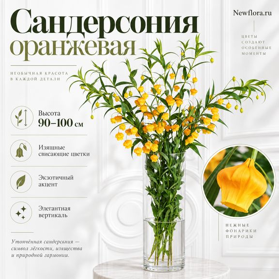 Сандерсония оранжевая 90-100 см (поштучно)