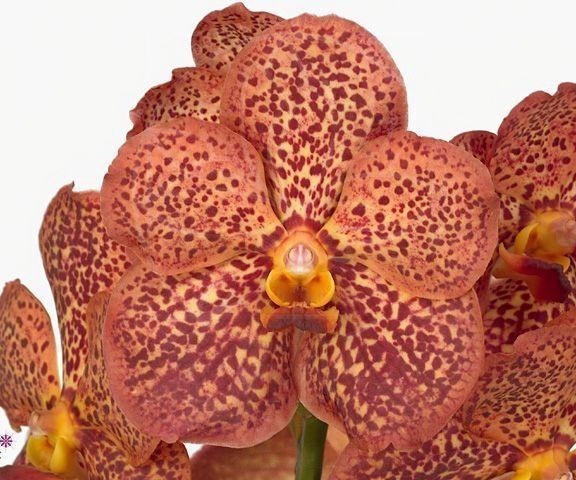 Орхидея ванда коричневая (40-50см)