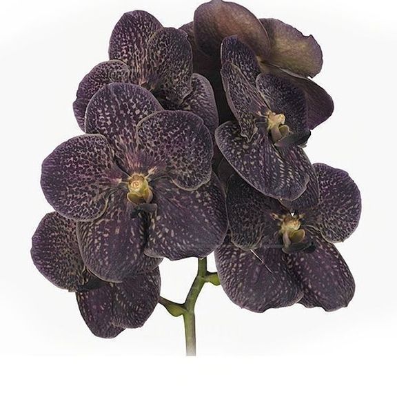 Орхидея ванда черная (40-50см)