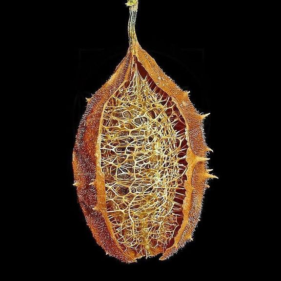 Плод «Luffa operculata» обесцвеченный (сухоцвет)