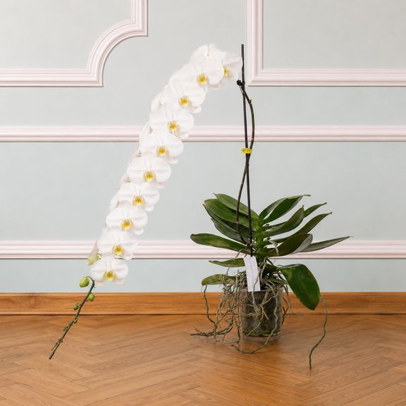 Орхидея фаленопсис (Phalaenopsis hybrid ‘Formidable’) гигантская, 100 см