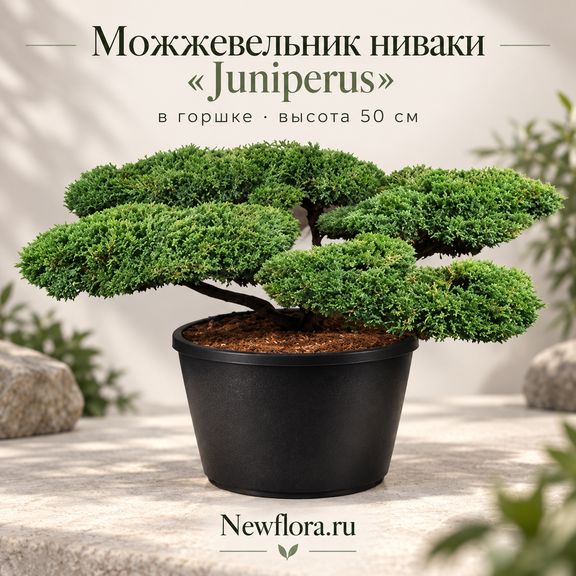 Можжевельник ниваки «Juniperus» в горшке (высота 50 см)