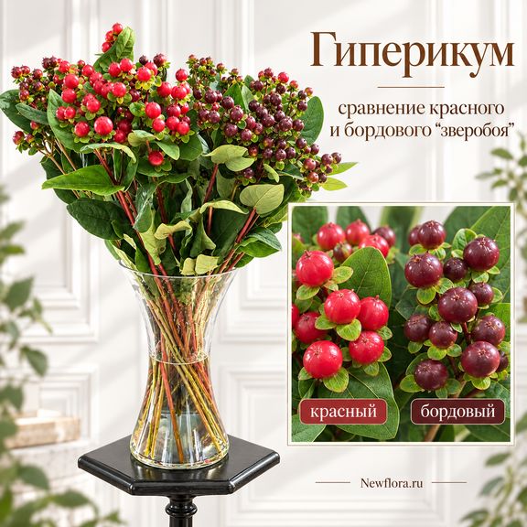 Гиперикум цвет микс «Зверобой» 60-70 см (поштучно)
