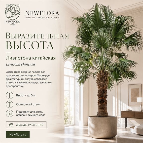 Ливинстона китайская 1 ствол «livistona chinensis» (высота 5 метров)
