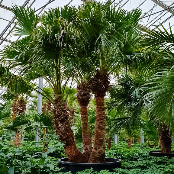 Ливинстона китайская 3 ствола «livistona chinensis» (высота 550 см)