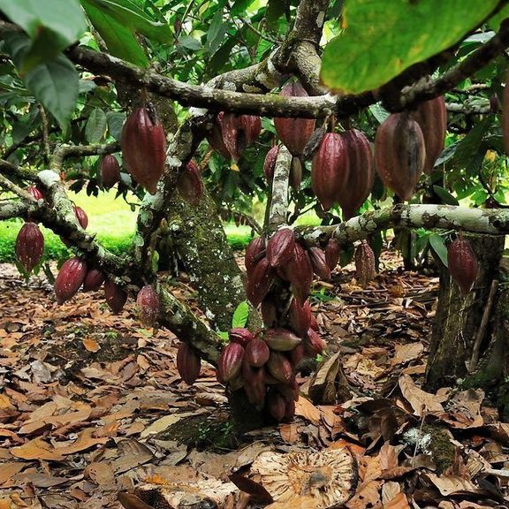 Большой набор какао-бобов «cacao mocha» (тропический сухоцвет)