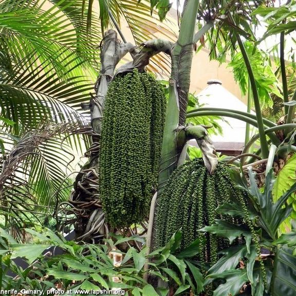 Кариота винная пальма «caryota urens» золотая (сухоцвет)