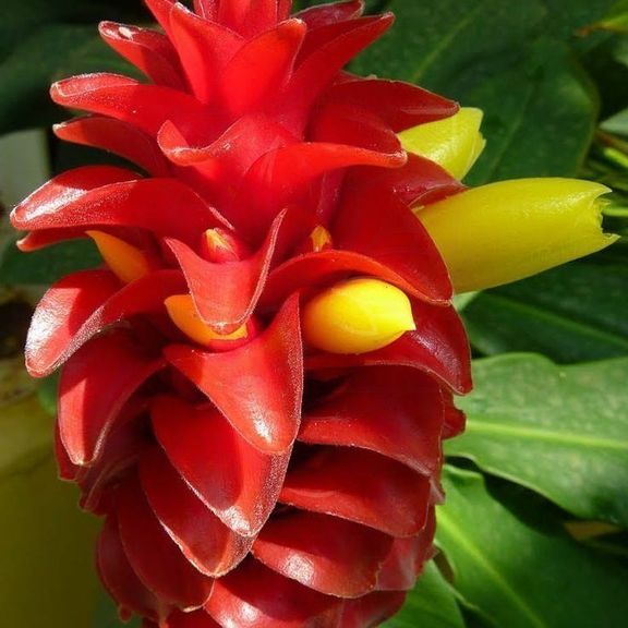 Костус «Costus barbatus» (тропический цветок)