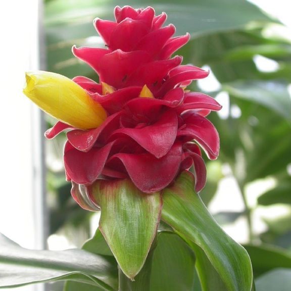 Костус «Costus barbatus» (тропический цветок)