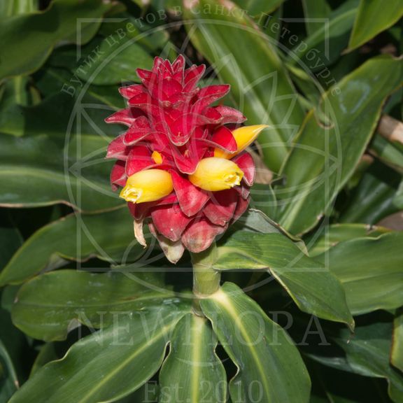 Костус «Costus barbatus» (тропический цветок)