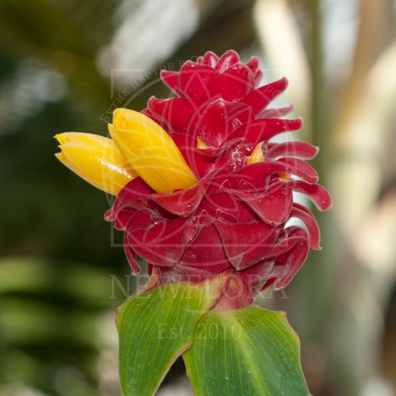 Костус «Costus barbatus» (тропический цветок)