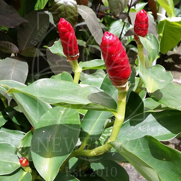 Костус «Costus barbatus» (тропический цветок)