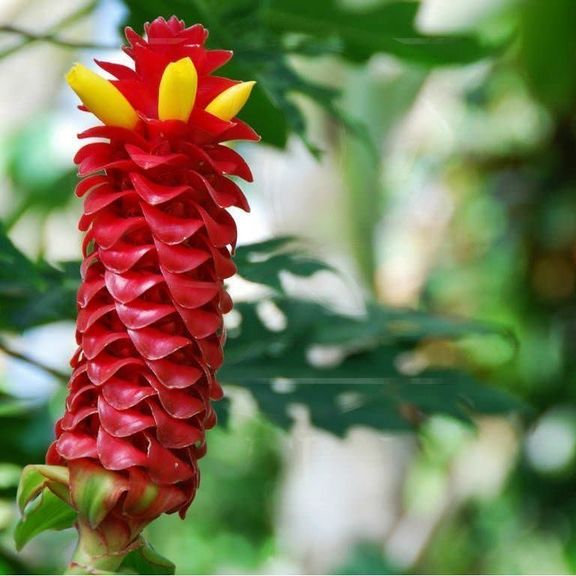 Костус «Costus barbatus» (тропический цветок)