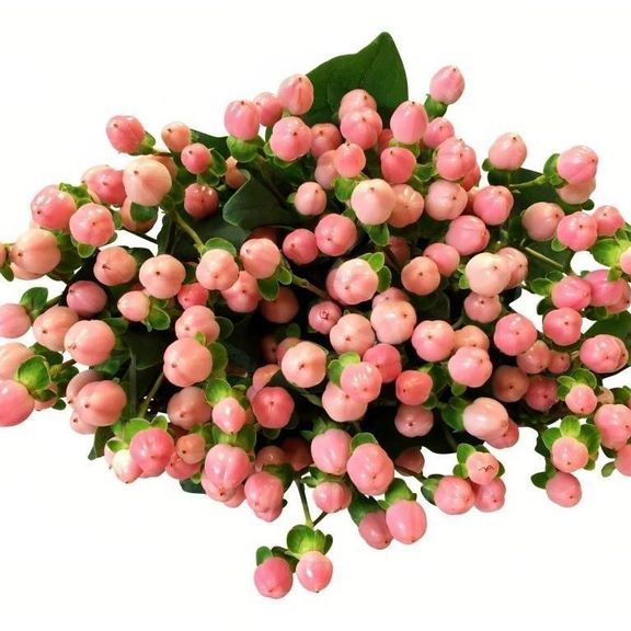 Гиперикум розовый 50-60см (поштучно)