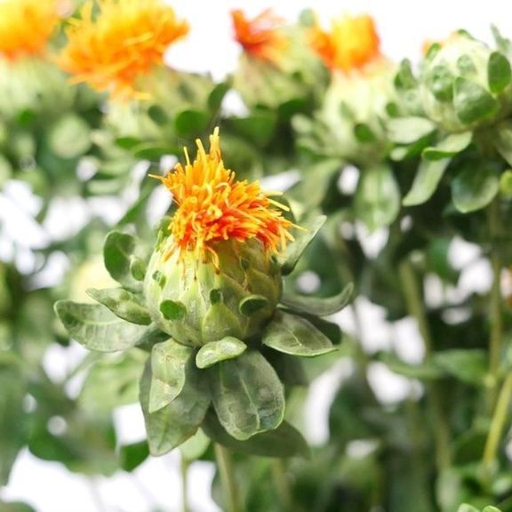 Carthamus tinctorius Rare flowers, Flower seeds, Plant cuttings
