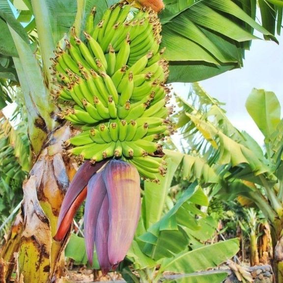 Банановое дерево с плодами (высота 3 метра)