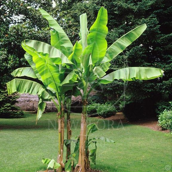 Банановое дерево с плодами (высота 3 метра)