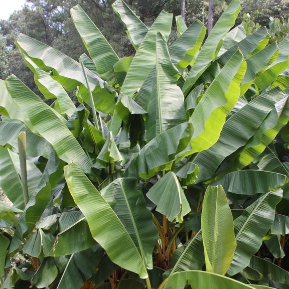 Листья бананового дерева (80-100см)
