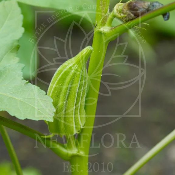 Чили перец ,бамия абельмош «okra» (сухоцвет)