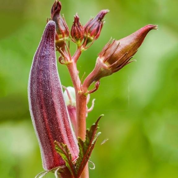 Чили перец ,бамия абельмош «okra» (сухоцвет)