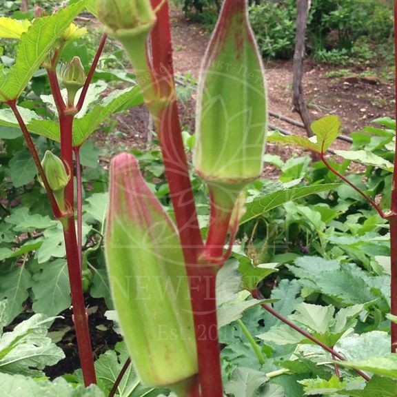 Чили перец ,бамия абельмош «okra» (сухоцвет)