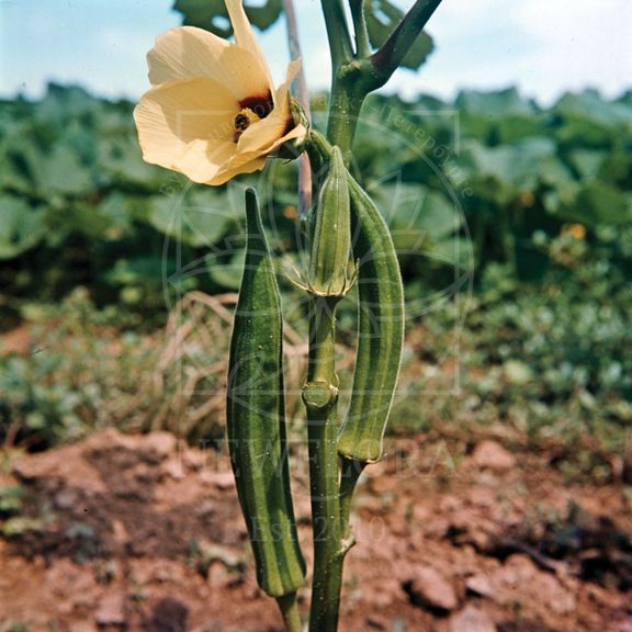 Чили перец ,бамия абельмош «okra» (сухоцвет)