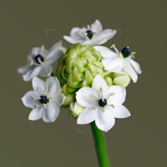 Орнитогалум белый «saundersiae» (поштучно)