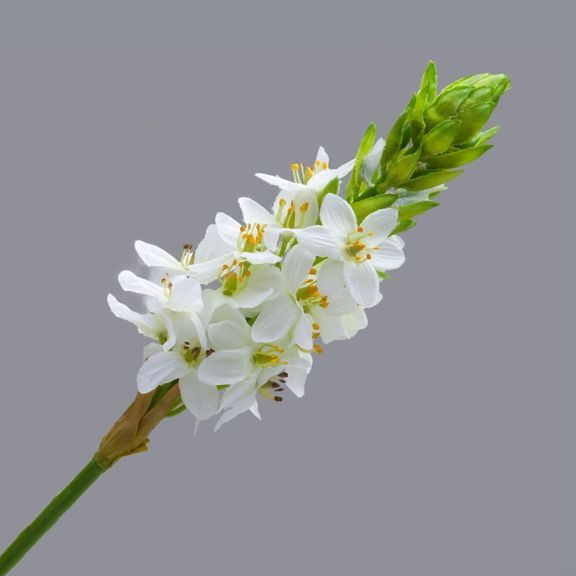 Орнитогалум белый «thyrsoides» (поштучно)