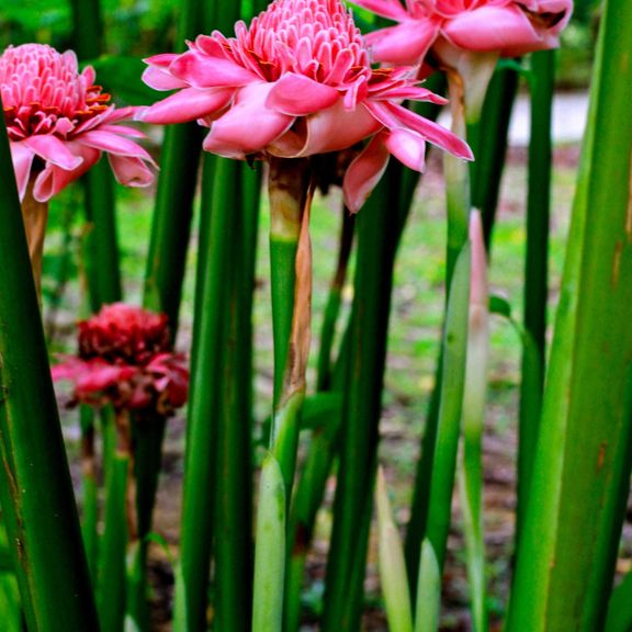 Этлингера красная «torch ginger» (тюльпан тропический)