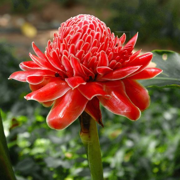 Этлингера красная «torch ginger» (тюльпан тропический)