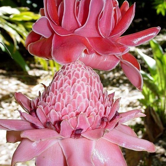 Этлингера розовая «torch ginger» (тюльпан тропический) (поштучно)