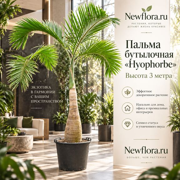 Пальма бутылочная «hyophorbe» (высота 3 метра)