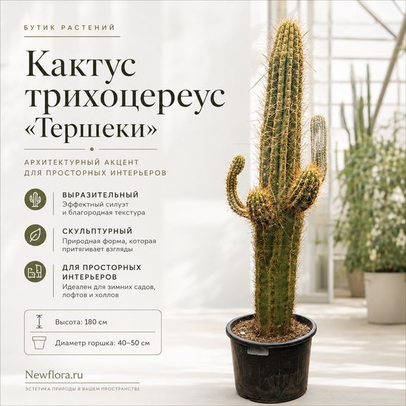 Кактус трихоцереус «тершеки» разветвленный (высота 180 см)