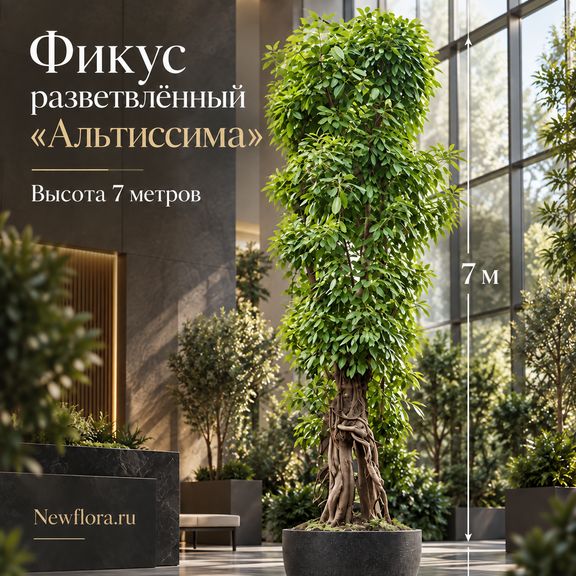 Фикус разветвлённый «альтиссима» (высота 7 метров)