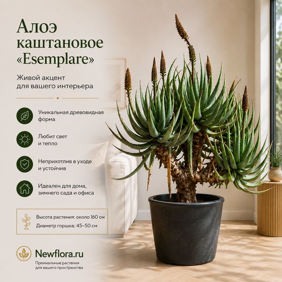 Алоэ каштановое «esemplare» (высота 160 см)